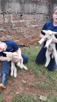 Rebanho está crescendo 2021!