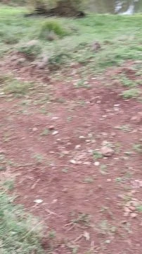 Rebanho está crescendo 2021!